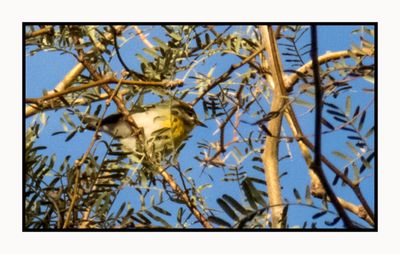 2022-12-23 3143 Northern Parula