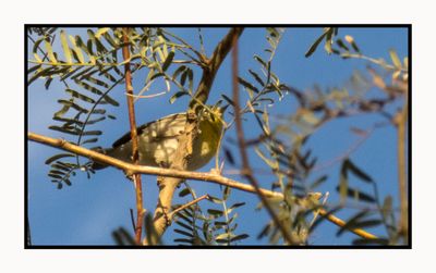 2022-12-23 3144 Northern Parula