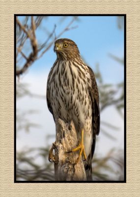 2022-12-23 3155 Cooper's Hawk