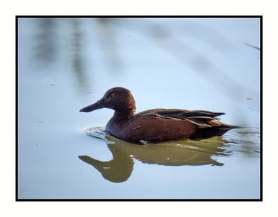 2022-12-23 3157 Cinnamon Teal