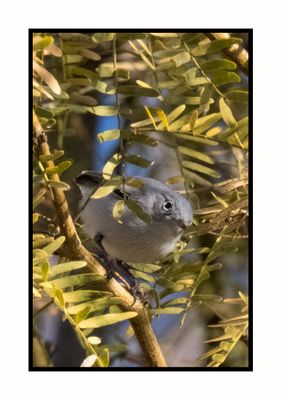 2022-12-23 3159 Blue-gray Gnatcatcher