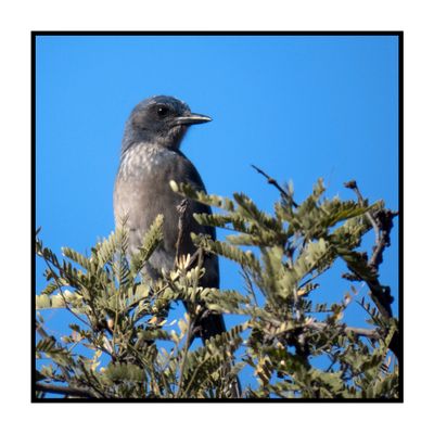 2022-12-22 2901 Woodhouse's Scrub-Jay