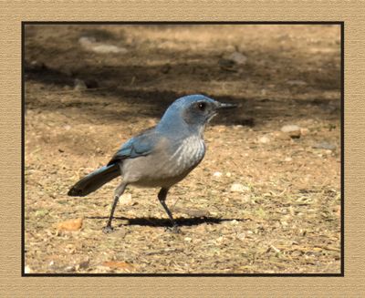2022-12-22 2919 Woodhouse's Scrub-Jay