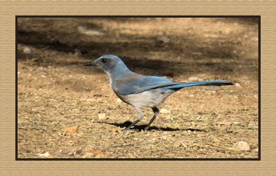 2022-12-22 2922 Woodhouse's Scrub-Jay
