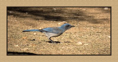 2022-12-22 2941 Woodhouse's Scrub-Jay