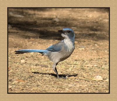 2022-12-22 2942 Woodhouse's Scrub-Jay