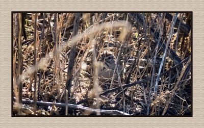 2022-12-22 2979 Rufous-winged Sparrow