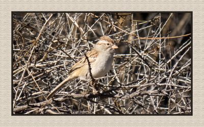 2022-12-22 2992 Rufous-winged Sparrow
