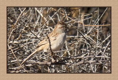 2022-12-22 2995 Rufous-winged Sparrow