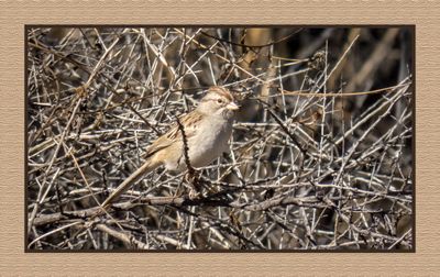 2022-12-22 3000 Rufous-winged Sparrow