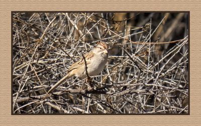 2022-12-22 3005 Rufous-winged Sparrow