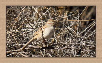 2022-12-22 3007 Rufous-winged Sparrow