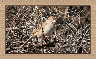 2022-12-22 3008 Rufous-winged Sparrow