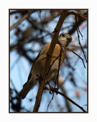 2022-12-22 3060 Western Bluebird