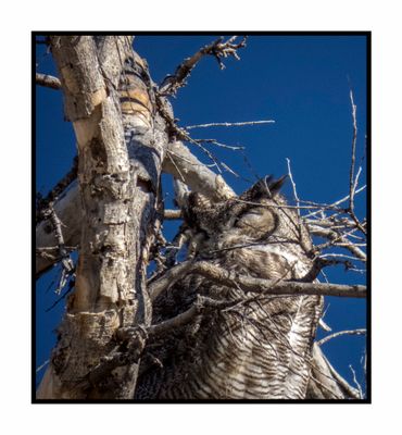 2022-12-22 3079 Great Horned Owl Sleeping