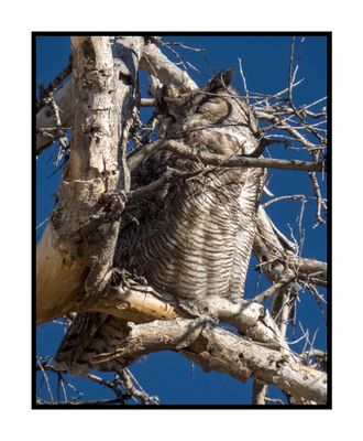 2022-12-22 3080 Great Horned Owl