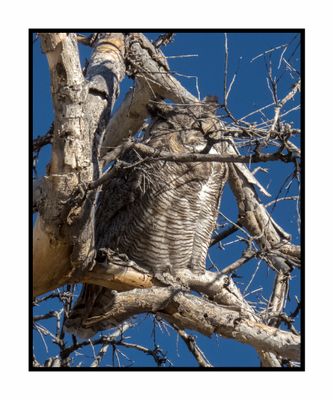 2022-12-22 3096 Great Horned Owl