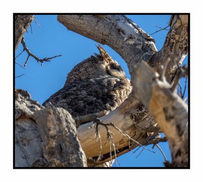 2022-12-22 3107 Great Horned Owl