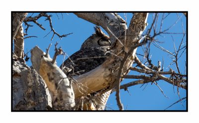 2022-12-22 3114 Great Horned Owl