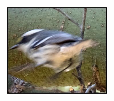 2022-12-22 3128 Black-throated Gray Warbler on the Move
