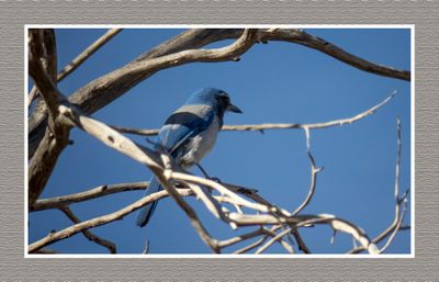 2022-12-26 3209 Woodhouse's Scrub-jay