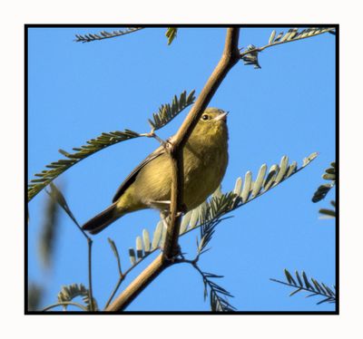 2023-01-19 3332 Orange-crowned Warbler
