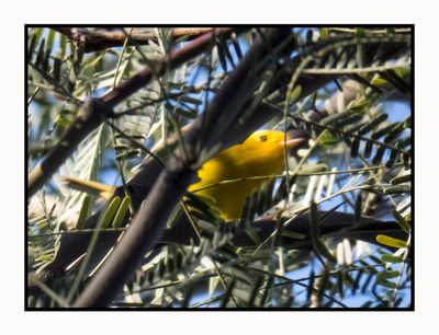 2023-01-19 3341 Wilson's Warbler