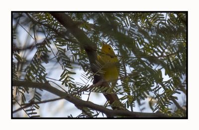 2023-01-19 3344 Wilson's Warbler