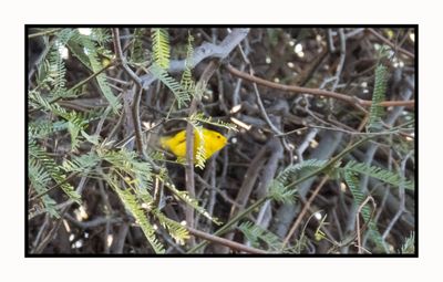2023-01-19 3381 Wilson's Warbler