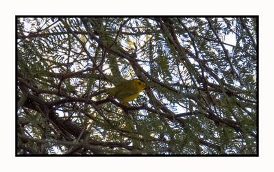 2023-01-19 3382 Wilson's Warbler