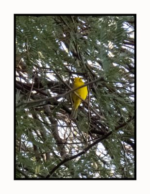 2023-01-19 3387 Wilson's Warbler