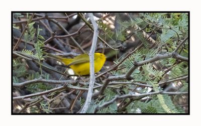 2023-01-19 3393 Wilson's Warbler
