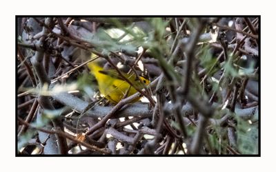 2023-01-19 3400 Wilson's Warbler