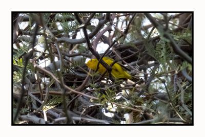 2023-01-19 3411 Wilson's Warbler