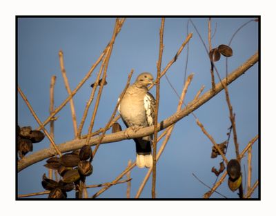 2023-01-19 3239 White-winged Dove