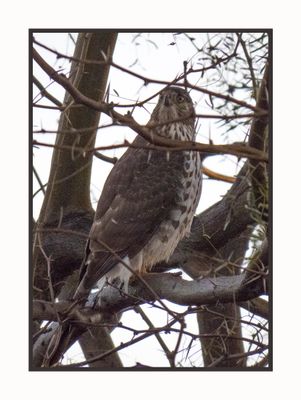2023-01-19 3264 Sharp-shinned Hawk