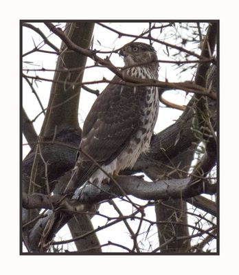 2023-01-19 3273 Sharp-shinned Hawk