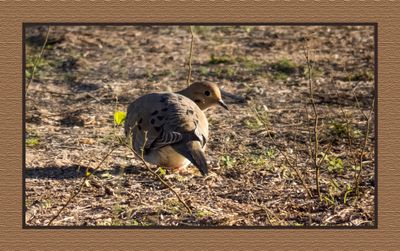2023-01-24 3664 Mourning Dove