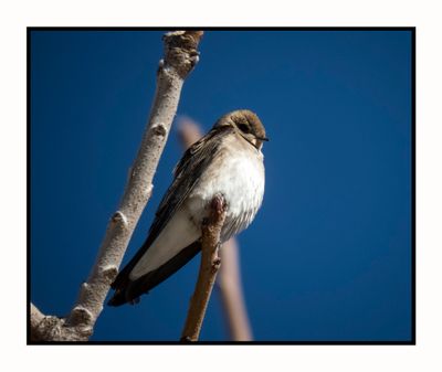 2023-01-24 3707 Northern Rough-winged Swallow