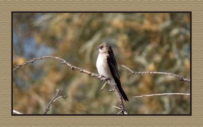 2023-01-24 3716 Northern Rough-winged Swallow