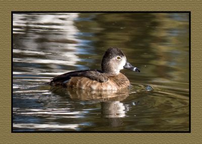 2023-01-24 3740 Female Ring-necked Duck