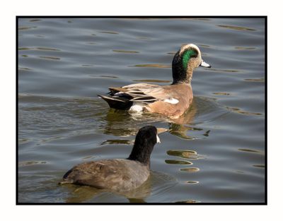 2023-01-24 3745 American Wigeon