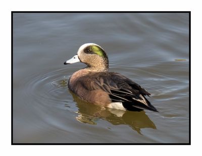 2023-01-24 3765 American Wigeon