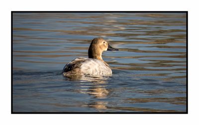 2023-01-24 3753 Canvasback