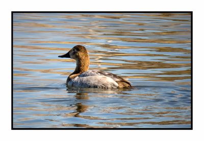 2023-01-24 3754 Canvasback