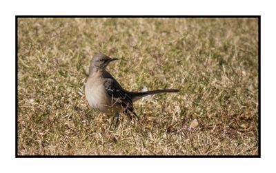 2023-01-24 3760 Northern Mockingbird