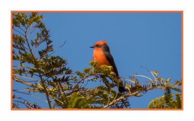 2023-01-24 3775 Vermillion Flycatcher