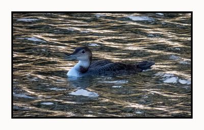 2023-01-23 3536 Common Loon