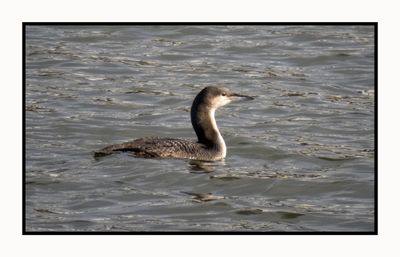 2023-01-23 3557 Pacific Loon