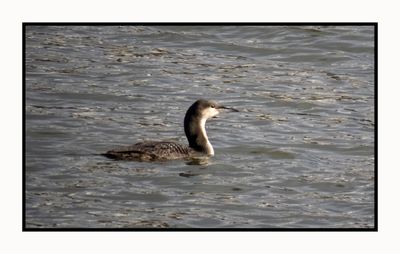 2023-01-23 3564 Pacific Loon